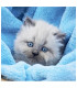 PUZZLE PENTRU COPII PISICI 3X55 PIESE - PUZZLE ȘI CUBURI